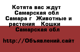 Котята вас ждут - Самарская обл., Самара г. Животные и растения » Кошки   . Самарская обл.